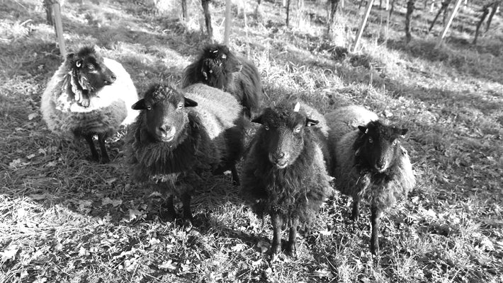 Headerbild Hirsch_Schafe