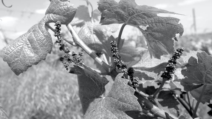 Headerbild Riesling