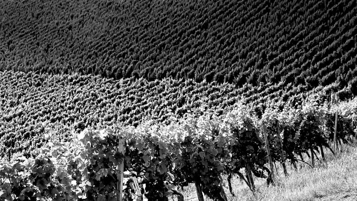 Headerbild Cider